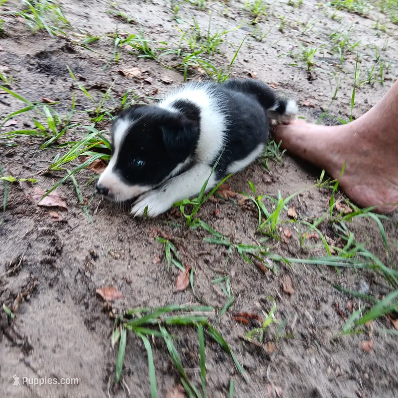 Cherokee – Border Collie puppy for sale in Interlachen, FL
