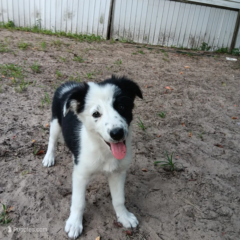 Star – Border Collie puppy for sale in Interlachen, FL
