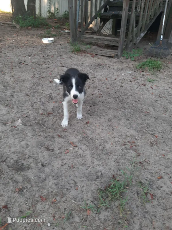 Cherokee – Border Collie puppy for sale in Interlachen, FL