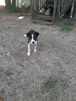 Cherokee, a male Border Collie for sale in Interlachen, FL – 1 of 10