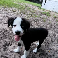 White, a male Border Collie for sale in Interlachen, FL – 6 of 9