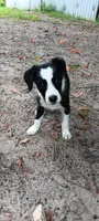 Sioux, a female Border Collie for sale in Interlachen, FL – 2 of 5