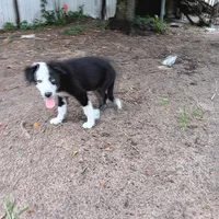 White, a male Border Collie for sale in Interlachen, FL – 4 of 9