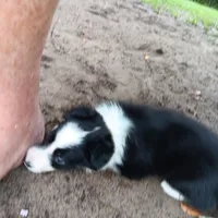 Comanche, a male Border Collie for sale in Interlachen, FL – 4 of 5