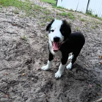 White, a male Border Collie for sale in Interlachen, FL – 8 of 9