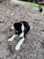 Osage, a male Border Collie for sale in Interlachen, FL – 8 of 10