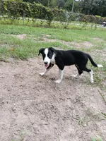 Osage, a male Border Collie for sale in Interlachen, FL – 4 of 10