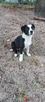 Sioux, a female Border Collie for sale in Interlachen, FL – 3 of 5