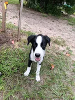 Osage, a male Border Collie for sale in Interlachen, FL – 3 of 10