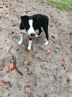Cheyenne, a female Border Collie for sale in Interlachen, FL – 4 of 10