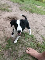 Osage, a male Border Collie for sale in Interlachen, FL – 1 of 10