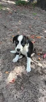 Osage, a male Border Collie for sale in Interlachen, FL – 5 of 5
