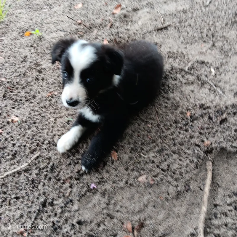 Blackfeet – Border Collie puppy for sale in Interlachen, FL
