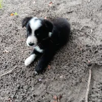 Blackfeet, a male Border Collie for sale in Interlachen, FL – 1 of 5