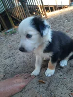Red, a male Border Collie for sale in Interlachen, FL – 5 of 5