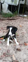 Cheyenne, a female Border Collie for sale in Interlachen, FL – 7 of 10