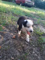 White, a male Border Collie for sale in Interlachen, FL – 3 of 5