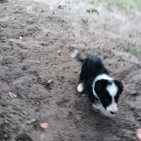 Apache, a male Border Collie for sale in Interlachen, FL – 2 of 5