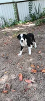 Osage, a male Border Collie for sale in Interlachen, FL – 3 of 5