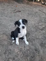 Kris, a male Border Collie for sale in Interlachen, FL – Photo 4 of 5