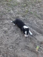 Kris, a male Border Collie for sale in Interlachen, FL – Photo 2 of 5