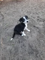 Kris, a male Border Collie for sale in Interlachen, FL – Photo 3 of 5