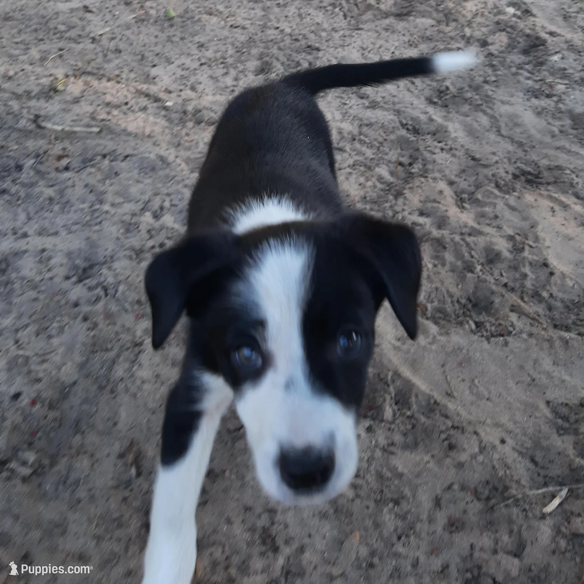 Kris, a male Border Collie for sale in Interlachen, FL – Photo 5 of 5