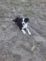 Kris, a male Border Collie for sale in Interlachen, FL – Photo 1 of 5