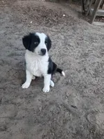 Noel, a female Border Collie for sale in Interlachen, FL – Photo 5 of 5