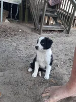 Noel, a female Border Collie for sale in Interlachen, FL – Photo 4 of 5
