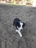 Noel, a female Border Collie for sale in Interlachen, FL – Photo 3 of 5