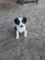 Noel, a female Border Collie for sale in Interlachen, FL – Photo 2 of 5