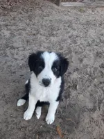 Noel, a female Border Collie for sale in Interlachen, FL – Photo 1 of 5