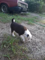 Red, a male Border Collie for sale in Interlachen, FL – 2 of 5