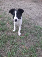Cherokee, a male Border Collie for sale in Interlachen, FL – 5 of 10