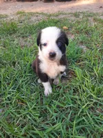 White, a male Border Collie for sale in Interlachen, FL – 4 of 5