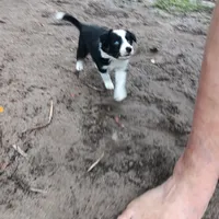 Apache, a male Border Collie for sale in Interlachen, FL – 5 of 5