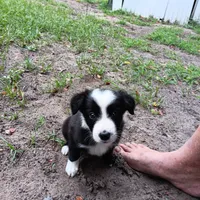 Blackfeet, a male Border Collie for sale in Interlachen, FL – 3 of 5