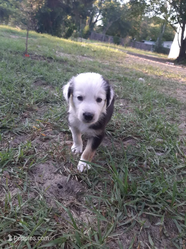 Red – Border Collie puppy for sale in Interlachen, FL