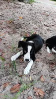 Cheyenne, a female Border Collie for sale in Interlachen, FL – 8 of 10