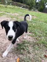 Osage, a male Border Collie for sale in Interlachen, FL – 2 of 10
