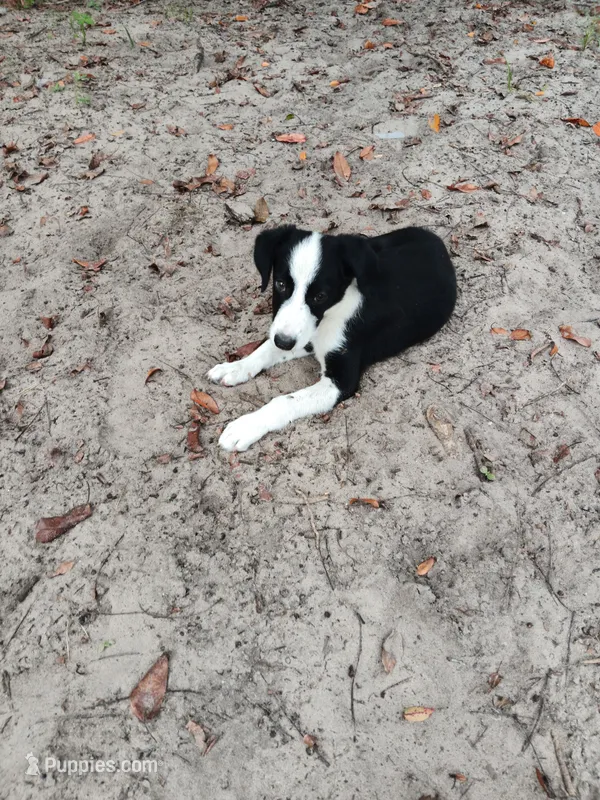 Osage – Border Collie puppy for sale in Interlachen, FL