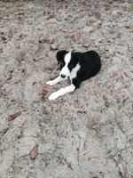 Osage, a male Border Collie for sale in Interlachen, FL – 6 of 10