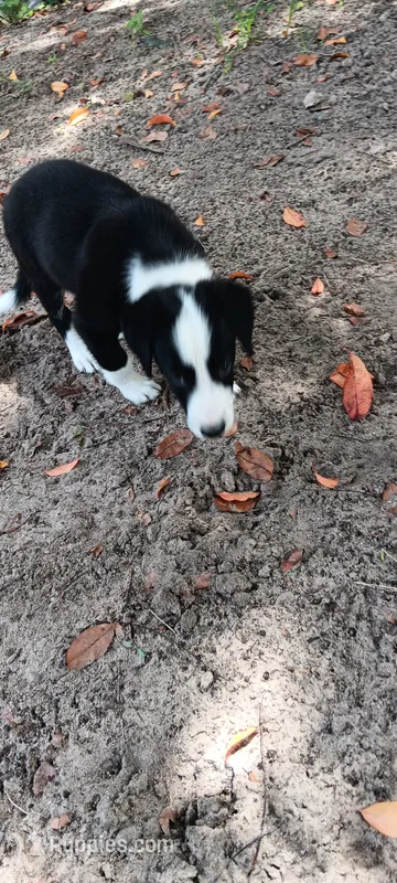 Osage – Border Collie puppy for sale in Interlachen, FL