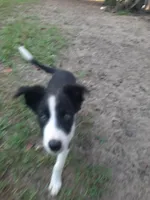 Cherokee, a male Border Collie for sale in Interlachen, FL – 6 of 10