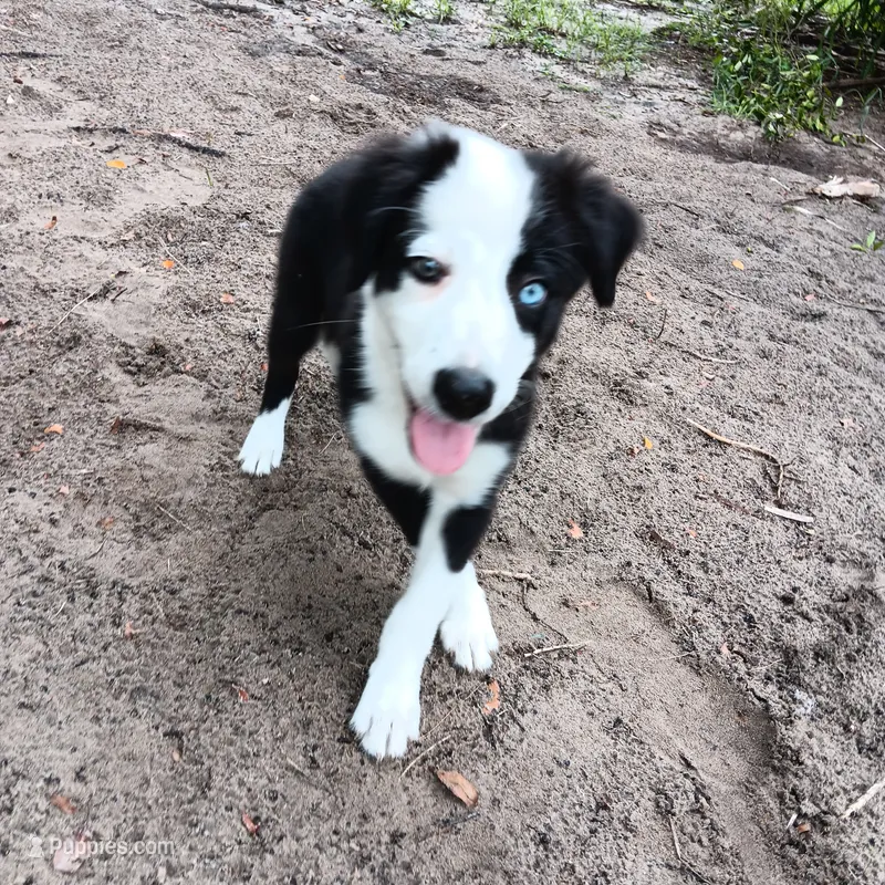 White – Border Collie puppy for sale in Interlachen, FL
