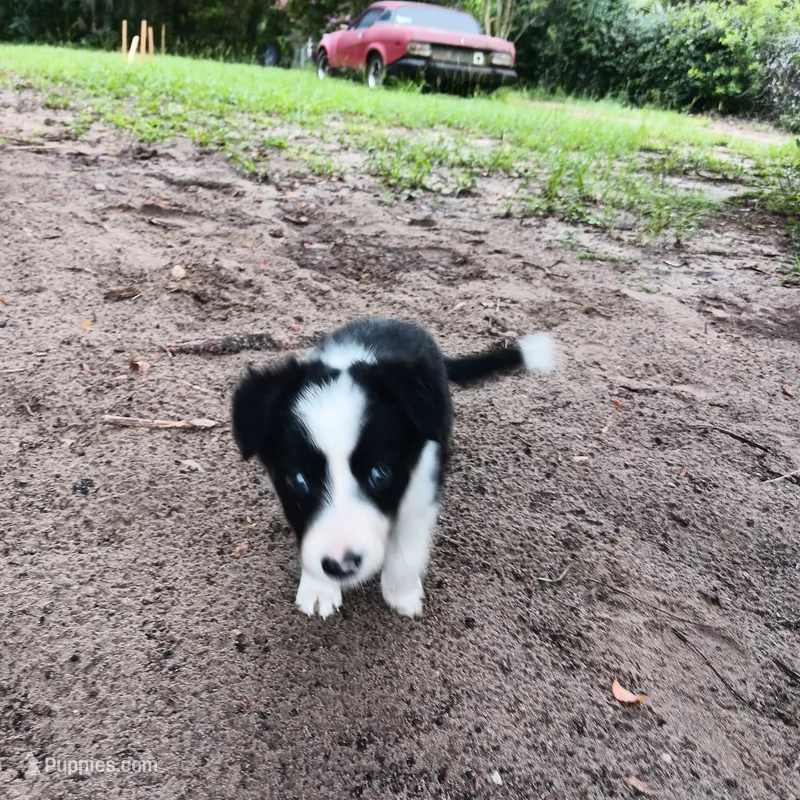 Apache – Border Collie puppy for sale in Interlachen, FL