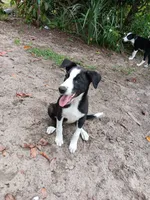 Cheyenne, a female Border Collie for sale in Interlachen, FL – 2 of 10