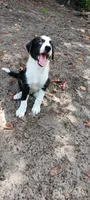 Osage, a male Border Collie for sale in Interlachen, FL – 4 of 5