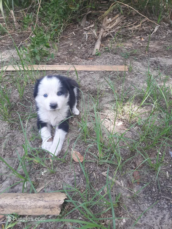 Blue – Border Collie puppy for sale in Interlachen, FL